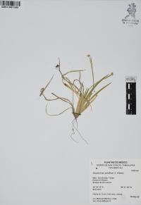 Sisyrinchium schaffneri image